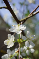 Cherry blossoms in berry garden on a sunny day