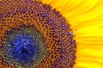 girasol con una  visita