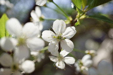 Cherry blossoms in berry garden on a sunny day
