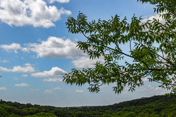 trees and sky