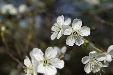 Cherry blossoms in berry garden on a sunny day