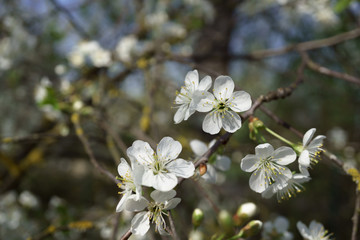 Cherry blossoms in berry garden on a sunny day