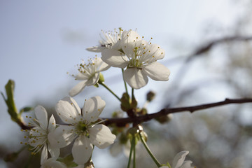 Cherry blossoms in berry garden on a sunny day