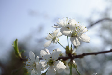 Cherry blossoms in berry garden on a sunny day