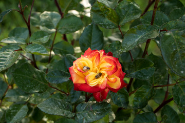 schöne zweifarbige rose von insekten befallen 