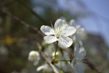 Cherry blossoms in berry garden on a sunny day