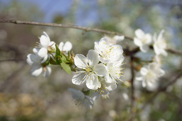 Cherry blossoms in berry garden on a sunny day