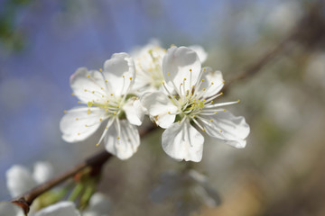 Cherry blossoms in berry garden on a sunny day