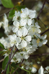 Cherry blossoms in berry garden on a sunny day