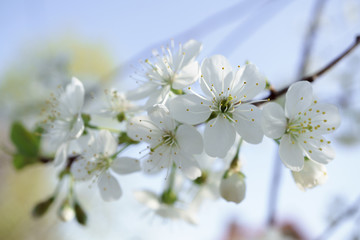 Cherry blossoms in berry garden on a sunny day