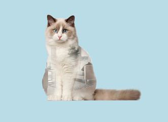 Ragdoll cat, 6 months old, sitting in front of white background