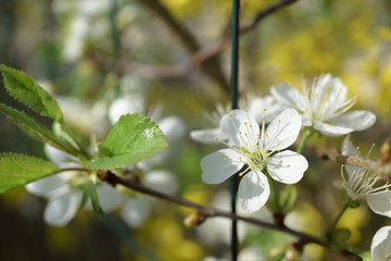 Cherry blossoms in berry garden on a sunny day