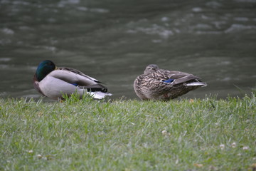 Mallards by the water