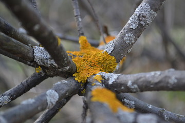 colorful moss on a fallen tree