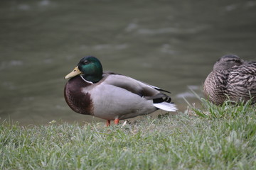 Mallards by the water