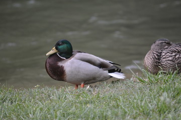 Mallards by the water