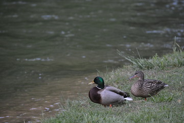 Mallards by the water