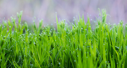 Fresh green grass with dew drops, background for design_