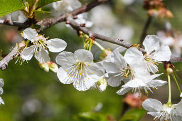 White flowers of cherry tree in an orchard during spring
