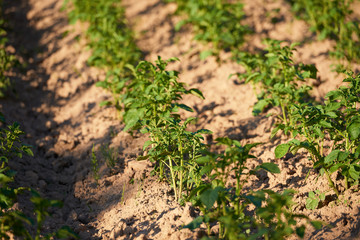 organic potatoes