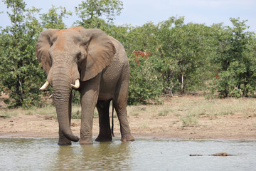 Fototapeta premium Słoń afrykański / słoń afrykański / Loxodonta africana