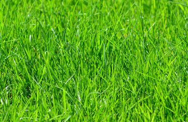 Green grass background closeup