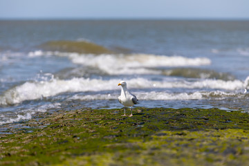 M&ouml;ve auf einer Buhne in Baltrum