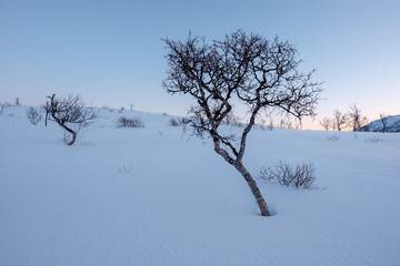Single gnarled tree in winterlandscape, Norway