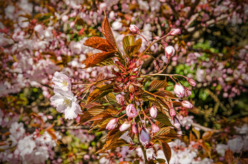 Close up of a branch of a pruns tree on a sunny day in springtime, with young leaves and buds about to blossom