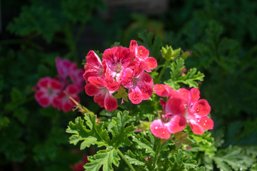 Pelargonium scabrum violet purple flowers in bloom, ornamental flowering plant