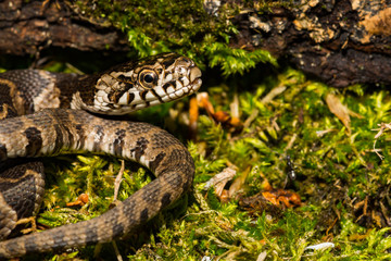 Northern Water Snake (Nerodia sipedon)