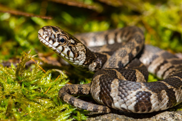 Northern Water Snake (Nerodia sipedon)