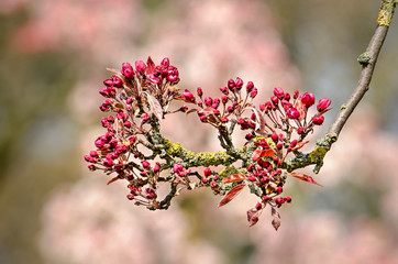 Branch of a prunus tree in bright sunlight with red buds about to blossom against a background with soft pink bokeh