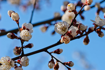 Japanese apricot flowers. Prunus mume tree in full bloom. Sunlit flowers of white color in the light of setting sun in early spring evening
