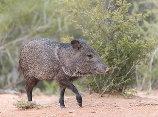 Javelina on southern Texas Ranch