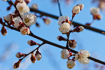 Japanese apricot flowers. Prunus mume tree in full bloom. Sunlit flowers of white color in the light of setting sun in early spring evening