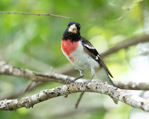 Rose-breasted Grosbeak