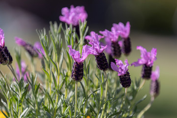 Lavendel im voller Blüte