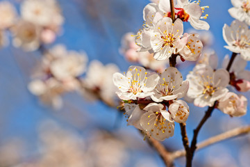 Japanese apricot flowers. Prunus mume tree in full bloom. Sunlit flowers of white color in the light of setting sun in early spring evening