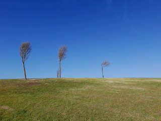 paesaggio desolato e minimalista di un prato con alberi radi