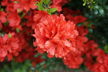 Closeup of red azalea bush (Rhododendron) on a sunny day