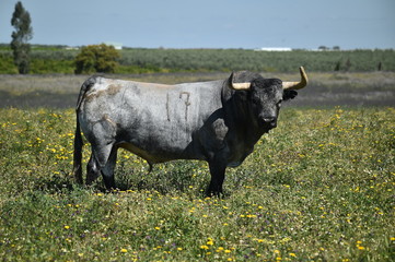 toro español