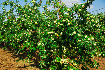 Apples grows on a branch among the green foliage