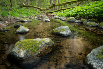 Fototapeta na wymiar Bach im wilden Wald mit klarem Wasser und bemoosten Steinen, Sierhagen Schleswig-Holstein, Norddeutschland 