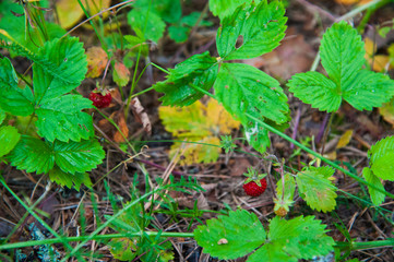 Wild forest strawberries