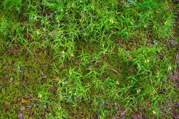 Forest Soil with Grass