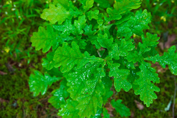 Small oak tree in the forest
