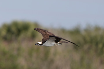 Osprey in a Marsh in Florida