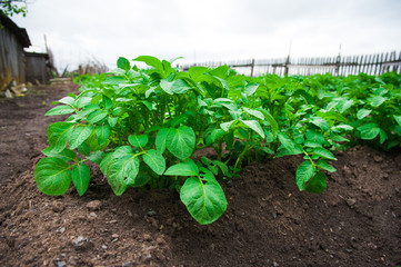 Potato plants field