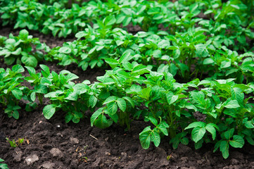 Potato plants field